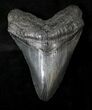 Dark Megalodon Tooth - South Carolina #19062-1